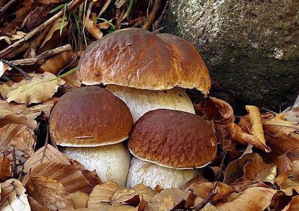 RACCOLTA FUNGHI